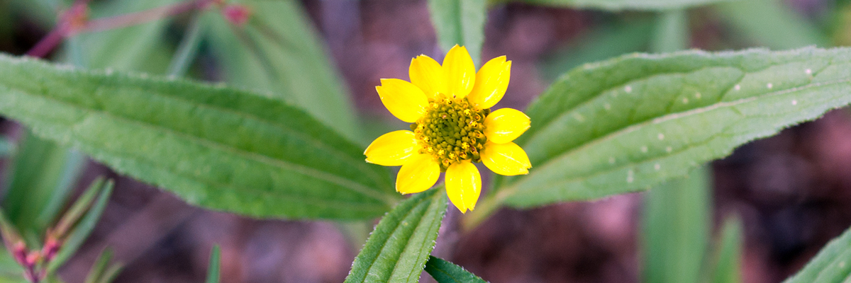 Creeping Zinnia